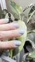Cirque Colors Paradiso nagellack mintgrön shimmer