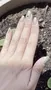 Cirque Colors Coquille Charms nagelsmycke snäckor