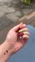 Cirque Colors Saffron Jelly nagellack transparent orange