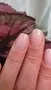 Cirque Colors Kismet nagellack ljuslila jelly