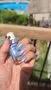 Cirque Colors Spoonful of Sugar nagellack blå holo shimmer